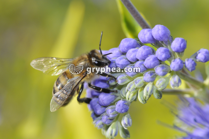 Pollinisation - insecte pollinisateur (abeille) - gryphea.org